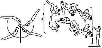 Skupina V: Závěry 1. U zákmihu salto vpřed schylmo nebo toporně - i s obratem (180º) 2. U zákmihu salto vpřed toporně s dvojným nebo trojným obratem (360º/540º) 3.