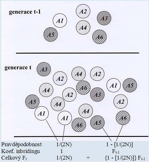 Zvýšení fixačního indexu náhodným posunem genů Odvození fixačního indexu F t v subpopulaci v termínech autozygotnosti alel - v prvním případě výběru (A1A1) je pravděpodobnost identity původem