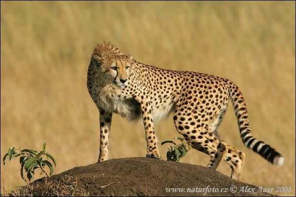 Bottleneck a evoluce Příklady: Gepard štíhlý dle genetických analýz prošel v historii dokonce dvěma bottlenecky dnes existují dvě populace jižní a východní Afrika tvoří je jen několik málo tisíc