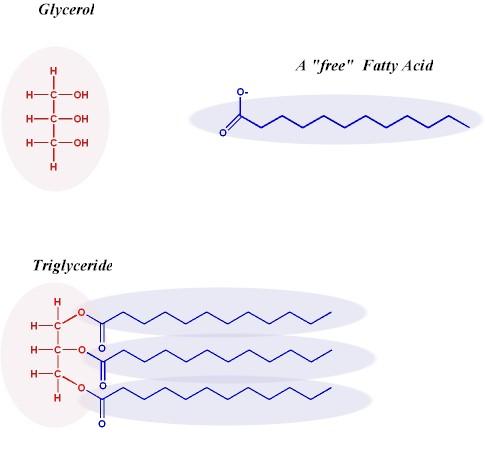 2 Lipidy TAG/FFA, PL, CH Trávení a absorpce lipidů ve vodě nerozpustné lipidy obsažené vpotravě (TG, CH, fosfolipidy) jsou mechanicky emulgovány pohyby trávicího traktu