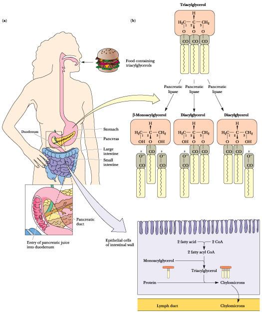 tráveny pankreatickými fosfolipázami CH: estery cholesterolu pankreatickou cholesterylester hydrolázou na volný CH nekompletní absorpce (~30-60%) dohromady se žlučovými