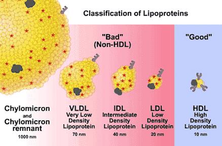 LDL (low density lipoproteins) HDL (high density lipoproteins) (3) vzniklé v cirkulaci Lp(a) - from LDL and apo-a (z jater) složení (lipidy a apolipoproteiny) se liší mezi jednotl.