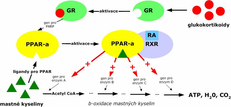 transkripci genů po aktivaci lipofilními ligandy např. polynenasycené mastné kyseliny z potravy nebo deriváty prostaglandinů (2) RXR (retinoid X receptor) váže kys.