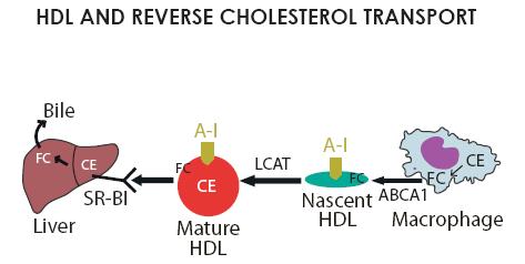 receptorem typu B-I (SR-BI) bidirekcionální (3) transportérem-facilitovaný proces - ATP-binding cassette transporter A1 22 (ABCA1) jednosměrný ATP-binding cassette transporter A1 ABCA1 je
