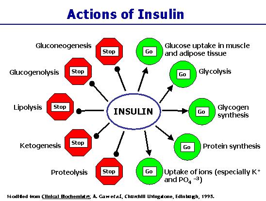 hypercholesterolemie malé denzní LDL, VLDL hl.