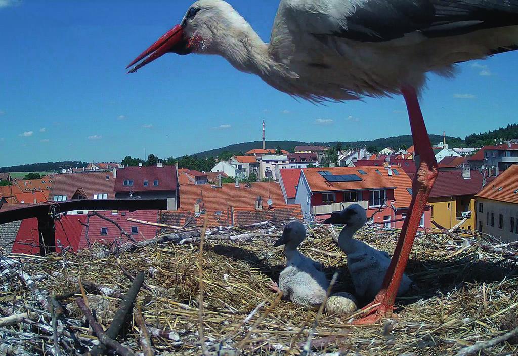 jedno z mláďat nejspíše uhynulo (zmizelo z hnízda), kamerový systém však nebyl kontrolován a záznam byl automaticky smazán. Dne 14. 6. mezi 13:51 a 13:53 h rodič s kovovým kroužkem N. M. Praha (nejsp.