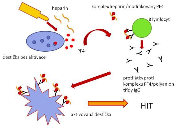 Heparinem indukovaná trombocytopenie (HIT) HIT = těžký protrombotický stav HIT může být vyvolán jak nefrakcionovaným heparinem (UFH), tak i nízkomolekulárními hepariny (LMWH) Heparin => tvorba