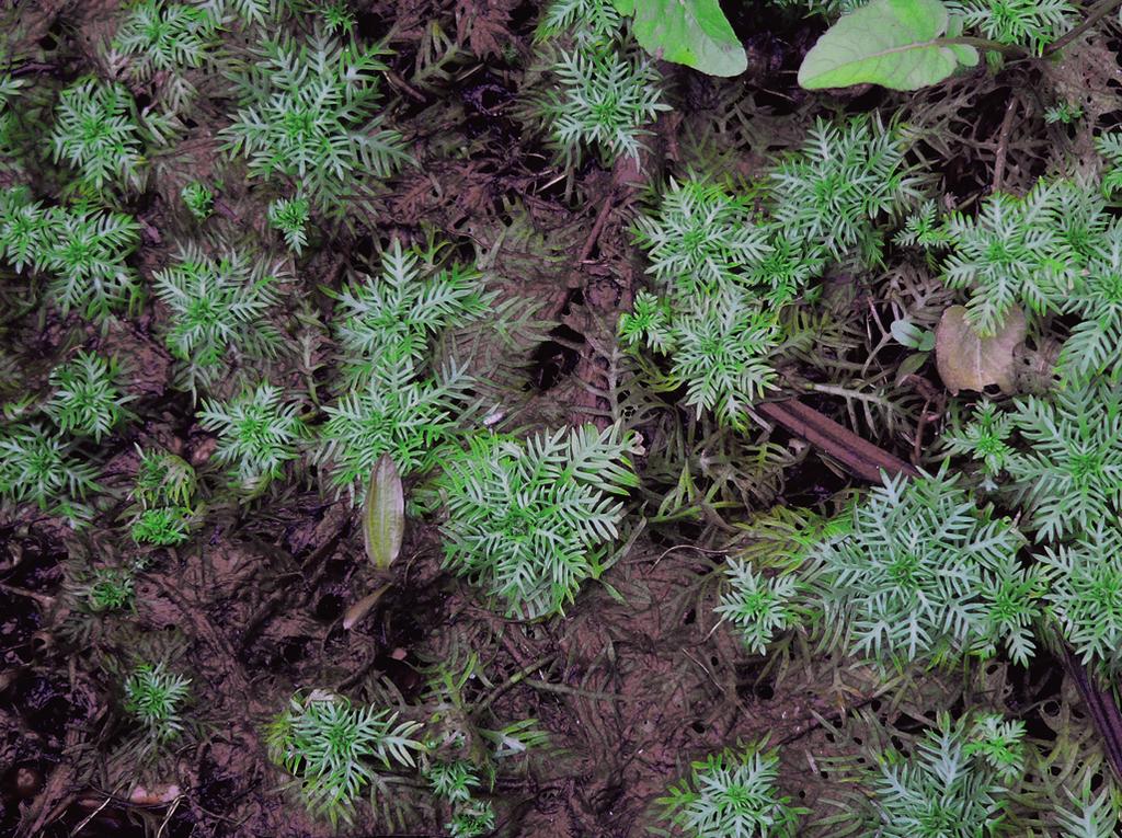 Ranunculion aquatilis Obr. 118. Hottonietum palustris. Terestrická forma žebratky bahenní (Hottonia palustris) na zamokřeném dně pískovny v oblasti soutoku Moravy a Dyje na Břeclavsku. (K.