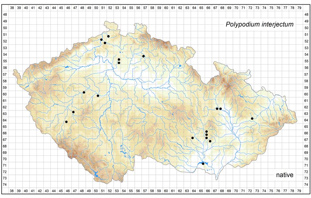 Distribution of Polypodium interjectum in the Czech Republic Author of the map: Libor Ekrt Map produced on: 10-08-2018 Database records used for producing the distribution map of Polypodium