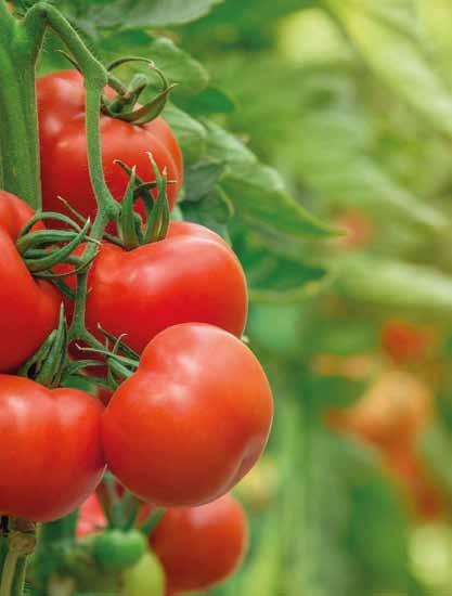 Otma Rajčatový protlak 120 g ( = 12,42 Kč) Teekanne Passion čaj s ovocnou