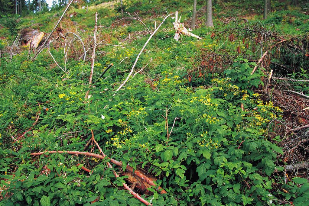 Diagnostické druhy: Calamagrostis epigejos, Epilobium Calamagrostis arundinacea pokr. > 25 % NOT angustifolium, E. montanum, Rubus fruticosus Sambucus nigra pokr. > 25 % NOT Sambucus agg., R. idaeus, Senecio ne morensis agg.