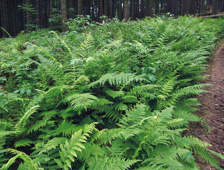 Fragarion vescae Formální definice: Lastrea limbosperma pokr. > 5 % OR ((Dryopteris dilatata pokr. > 5 % OR Dryopteris filix-mas pokr. > 5 %) AND (skup. Epilobium angustifolium OR skup.