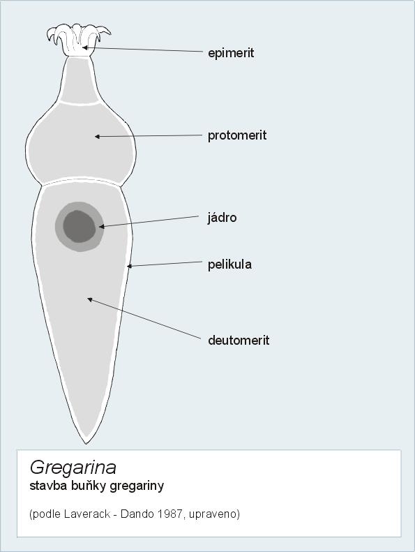 6. říše: Chromalveolata Apicomplexa - výtrusovci