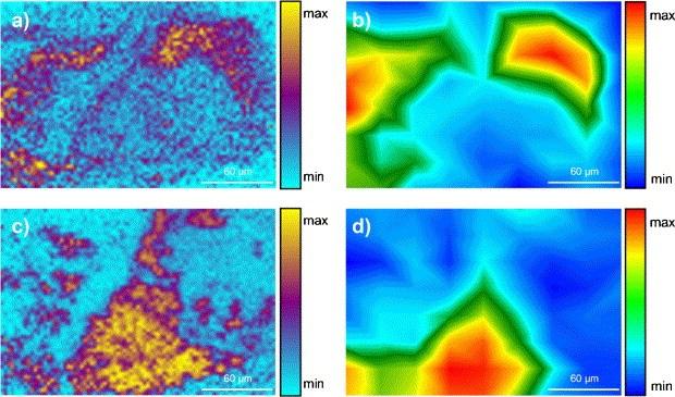 Proteins and starch distribution: (a) spatial distribution of a protein fragment at m/z 44.