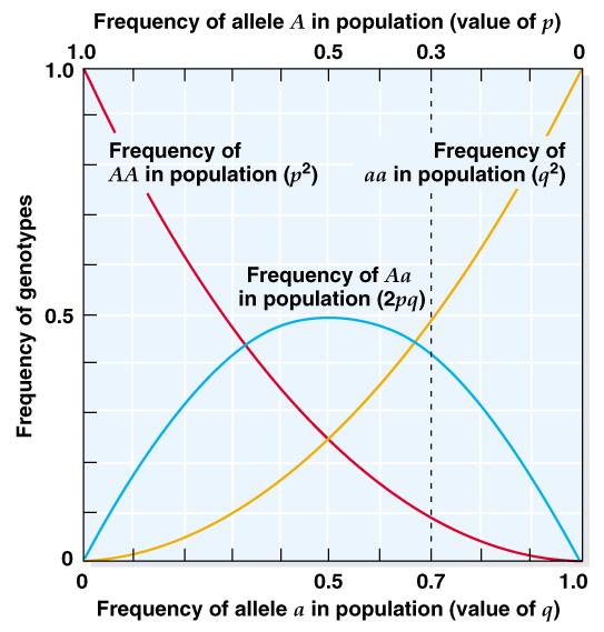 Grafické vyjádření HW zákona Maximální heterozygotnost p = q = 0,5 Frekvence alely a