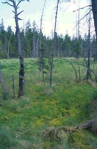 Mokřadní lesy S jistou dávkou generalizace lze jako samostatný azonální ekosystém označit i rašelinné lesy, i když je lze rovněž řadit k biomu rašelinišť a tajgy (konifery) nebo k biomu opadavých