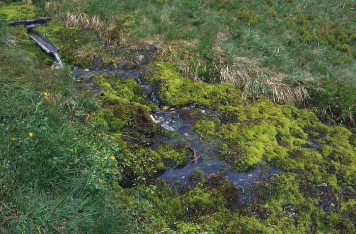 Prameniště Ekologicky podobné rašeliništím, organický materiál však nemusí být nahromaděn. Voda je víc okysličená a má zpravidla vyšší ph než rašeliniště.