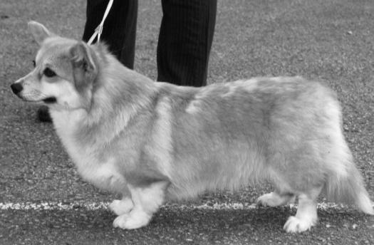 WELSH CORGI CARDIGAN WELSH CORGI PEMBROKE fena: GWYNETH CORLAN GI fena: AFINKA ZE STRAŠECÍ bonitační kód: IV 4 A J1 M3 N2,3 -