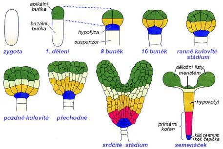 Splynutím jádra druhé samčí buňky se dvěma jádry zárodečného vaku vede k tvorbě triploidního zásobního pletiva endospermu.