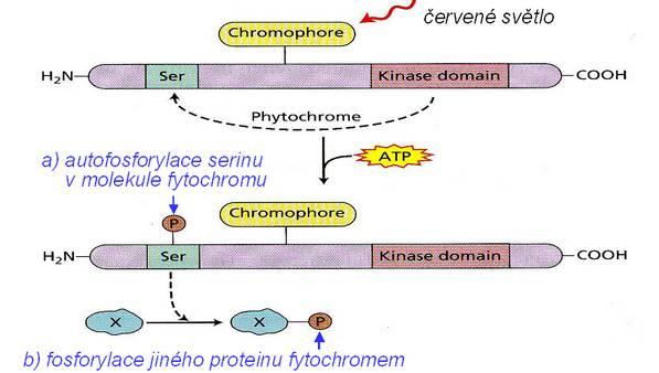 aktivní a neaktivní formy fytochromů v rostlinách, a právě tento poměr může mít zásadní význam pro řízení celé řady fyziologických procesů zahrnujících klíčení semen, aktivaci celé řady metabolicky