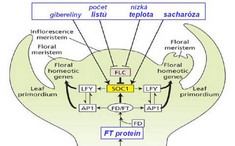 Jak je patrno z následujícího obrázku, tyto proteiny nejsou jedinými možnými iniciátory květotvorného procesu.