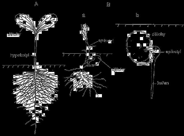Obr. 9. Klíčení dvouděložných rostlin (A) epigeické klíčení tykve, (B) hypogeické klíčení: (a) mandloně, (b) bobu. (převzato z Procházka a kol., 1998) 2.4.3.
