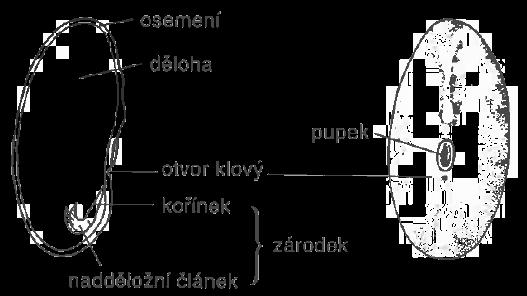 Hrách je citlivý na dostatek vláhy, přebytek či nedostatek vody může negativně ovlivnit kvalitu semen a jejich klíčení.