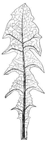 Smetánka lékařská (Taraxacum officinalis) kořen: kořen: Pokuste se určit, zda se jedná o rostlinu jednoděložnou či