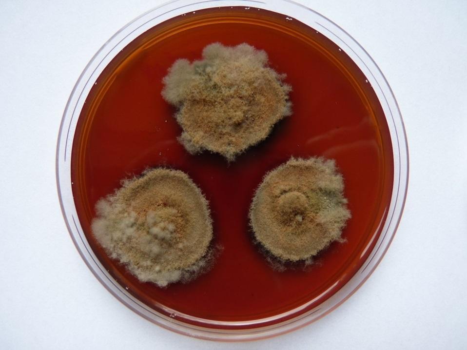 Taxonomie je odvětví biologie, které nám pomáhá vyznat se v tom, s jakými druhy či vyššími jednotkami (rody, čeleděmi, třídami a tak dále) rostlin, živočichů, hub či třeba bakterií se můžeme v