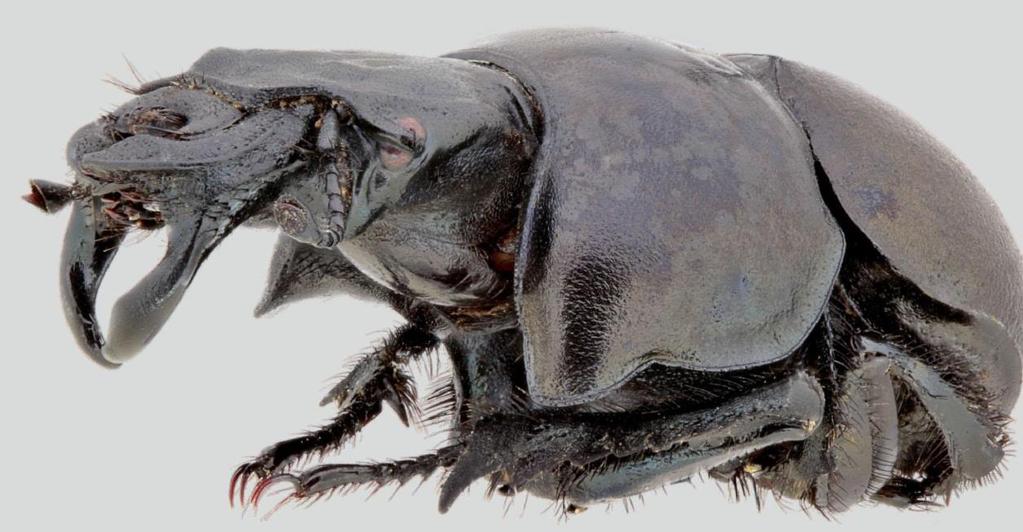 Chrobák Lethrus thracicus je příbuzným chrobáka révového (Lethrus apterus), který u nás dříve dosahoval severní hranice rozšíření.