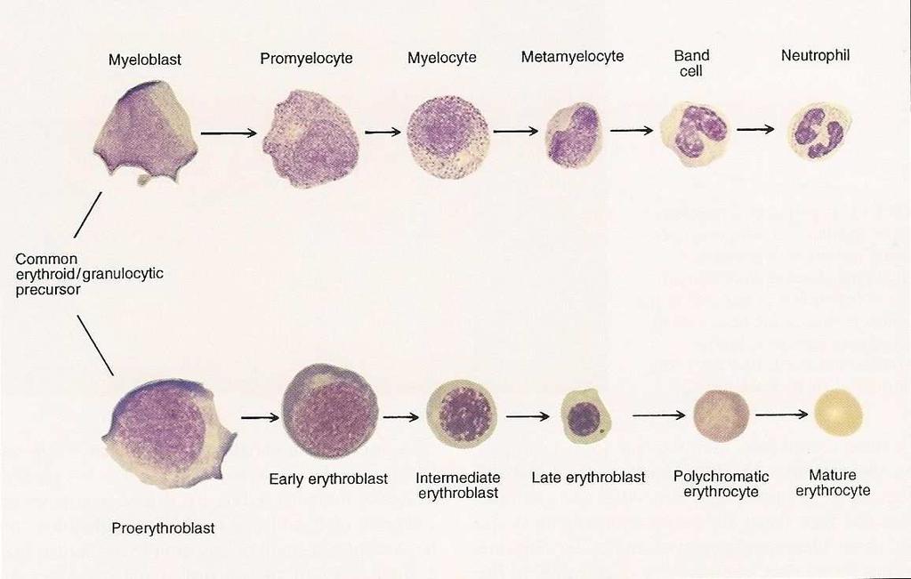 Reprezentace granulopoezy a erytropoezy