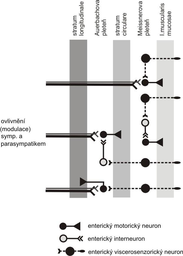 STRUKTURY VYŠŠÍCH ETÁŽÍ, KTERÉ OVLIVŇUJÍ PREGANGLIOVÉ PARASYMPATICKÉ A SYMPATICKÉ NEURONY V učebnicích neuroanatomie se většinou probírá stavba pouze periferní části autonomního nervového systému.