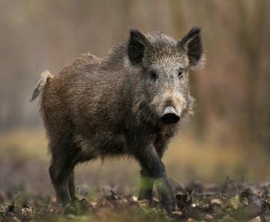 littoralis) ohrožovaná predací orla