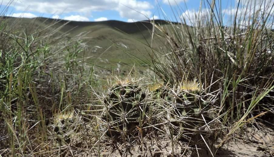 Austrocactus coxii (KL15-A043), u JUNIN DE LOS ANDES, rostoucí v prachu Jedeme dále na sever.