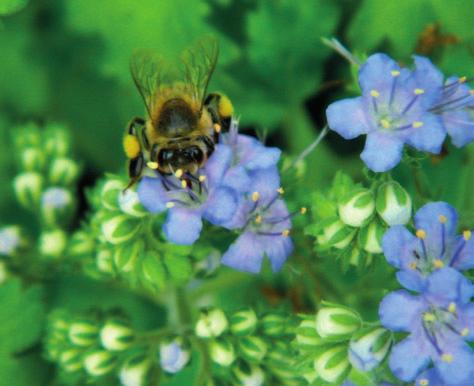 strana 2 NOVÉ ZEMĚDĚLSKÉ PLODINY Zemědělské plodiny jsou pro včely velmi důležité zdroje včelí pastvy.