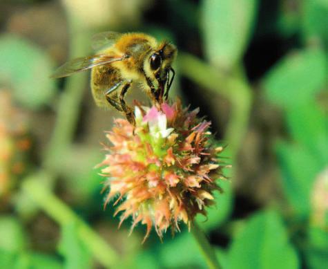 Proto by včelaři přivítali pěstování bohatšího sortimentu. Zároveň by nově pěstované druhy měly být méně náročné, např.