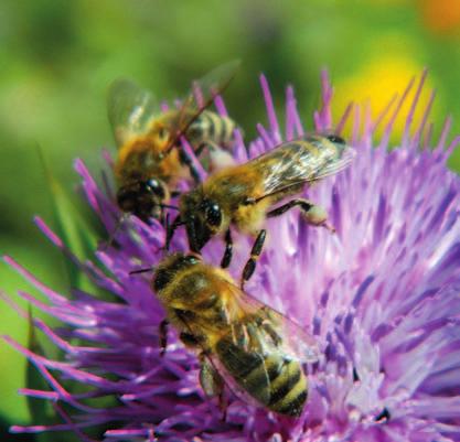 O zdrojích pastvy jsou včely informovány pomocí unikátních včelích tanečků.