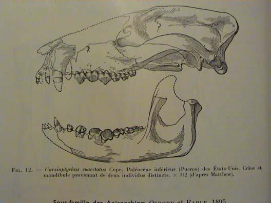 homoplasie (condylarthrní kloub: