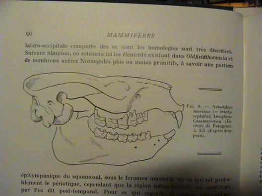 Ameriky: Palaeostylops +Toxodonta