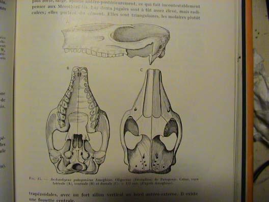 molarisace dentice paralelismy k