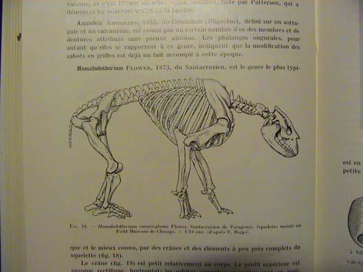 Toxodonta: jihoamerická