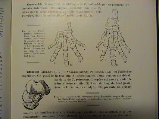 stylopodia +Dinocerata (=Amblypoda) Severní