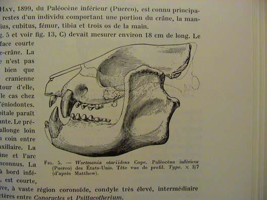 (mikro-onychodectes přechod na