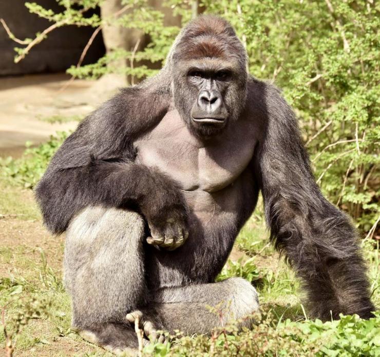 Současná aplikace remifentanil specifický antagonista - hyáza Gorila Harambe 17 let, 225 kg zastřelena 28.5.2016 v zoo Cincinnati, protože 4 letý kluk vlezl do vodního příkopu goril, kde si s ním pohrával samec Harambe.