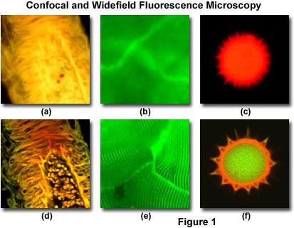 com/primer/techniques/confocal/confocalintro.