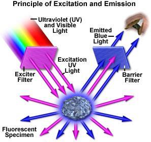 základní úkol fluorescenčního mikroskopu je dovolit vstup excitačního světla na vzorek, ale současně ho separovat od mnohem slabší emitované fluorescence vysoká citlivost (50 fluorescentních molekul