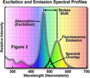 pro každý fluorochrom je dán vrchol excitace a vrchol emise (nalezeno monochromátorem a