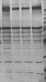 Protein Profiles RESULTS 1 