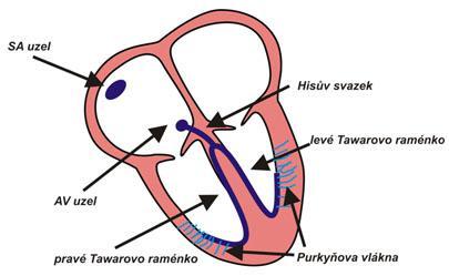 depolarizace. V další specializované oblasti, nazývající se atrioventrikulární (AV) uzel dochází ke zpoždění. Pak se vzruch šíří velmi rychle dále specializovanou vodivou tkání.