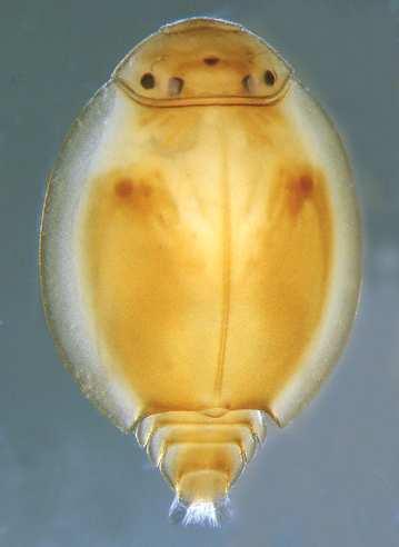krátké štěty, krátké pevné nohy (Oligoneuriella, Prosopistoma).